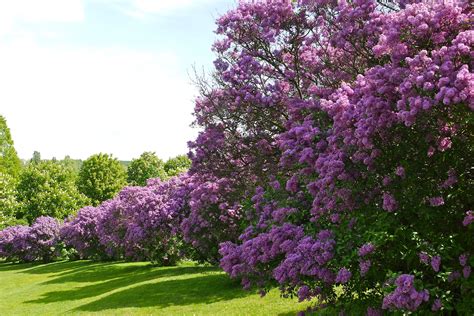 Der am schönsten duftende Flieder im Garten .